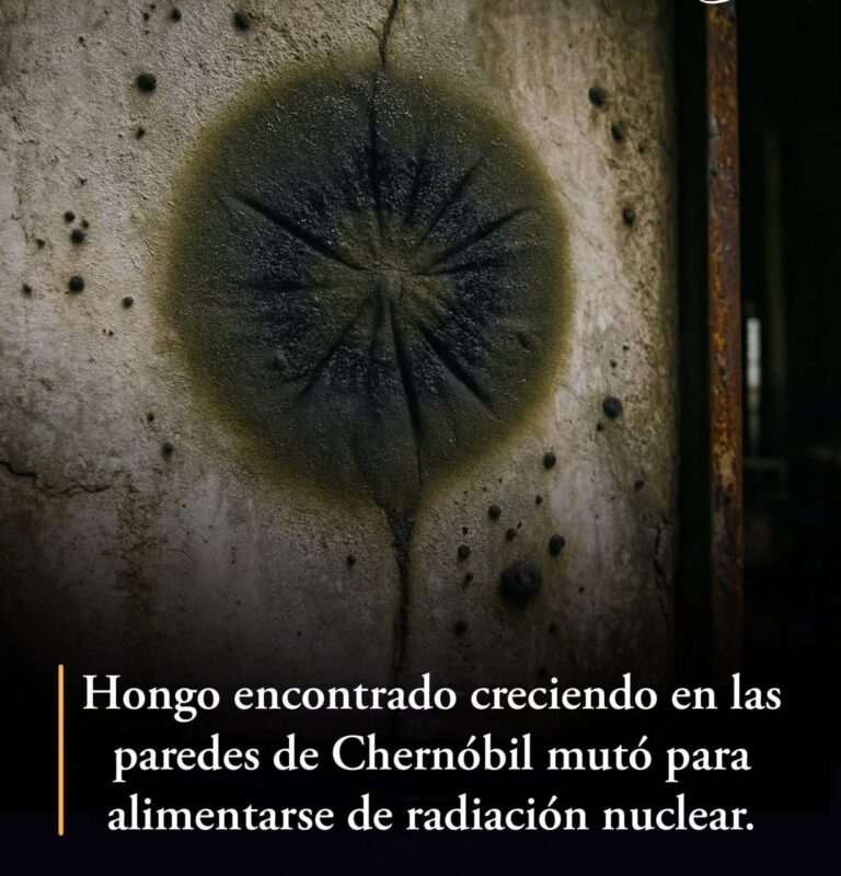 526934391_4027399167524955_7088479774413834312_n